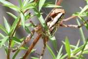 Araneus Orb-Weaver (Araneus bradleyi) (Araneus bradleyi)